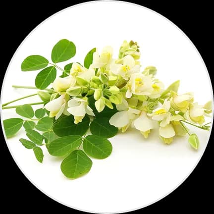 Moringa