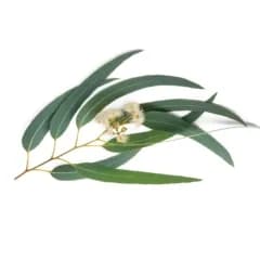 Eucalyptus Oil 