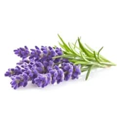 Lavender Oil 