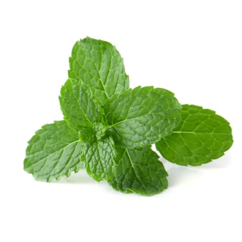 Pudina Oil for baby digestion