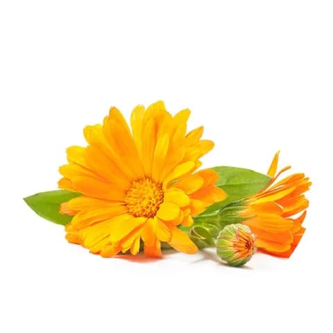 Calendula Extract
