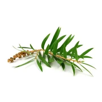 Tea Tree Essential Oil: Heals Fungal Infections