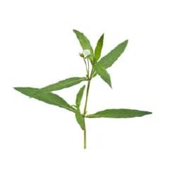 Bhringraj: Promotes healthy hair growth, adds luster