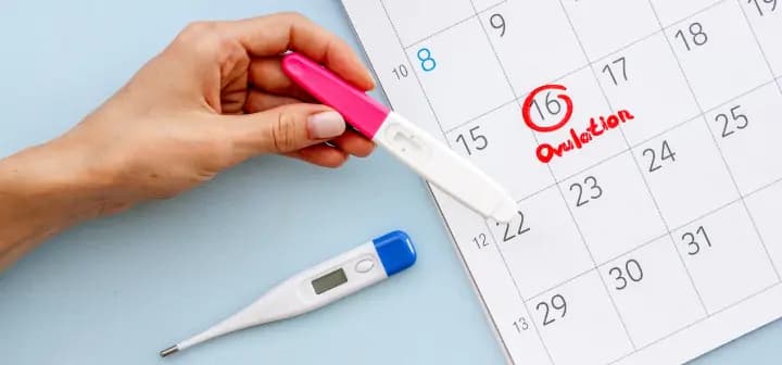 Ovulation