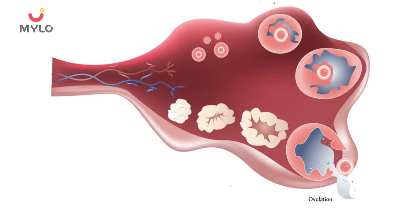 Ovulation Induction: Understanding Meaning, Process and Natural Alternatives 