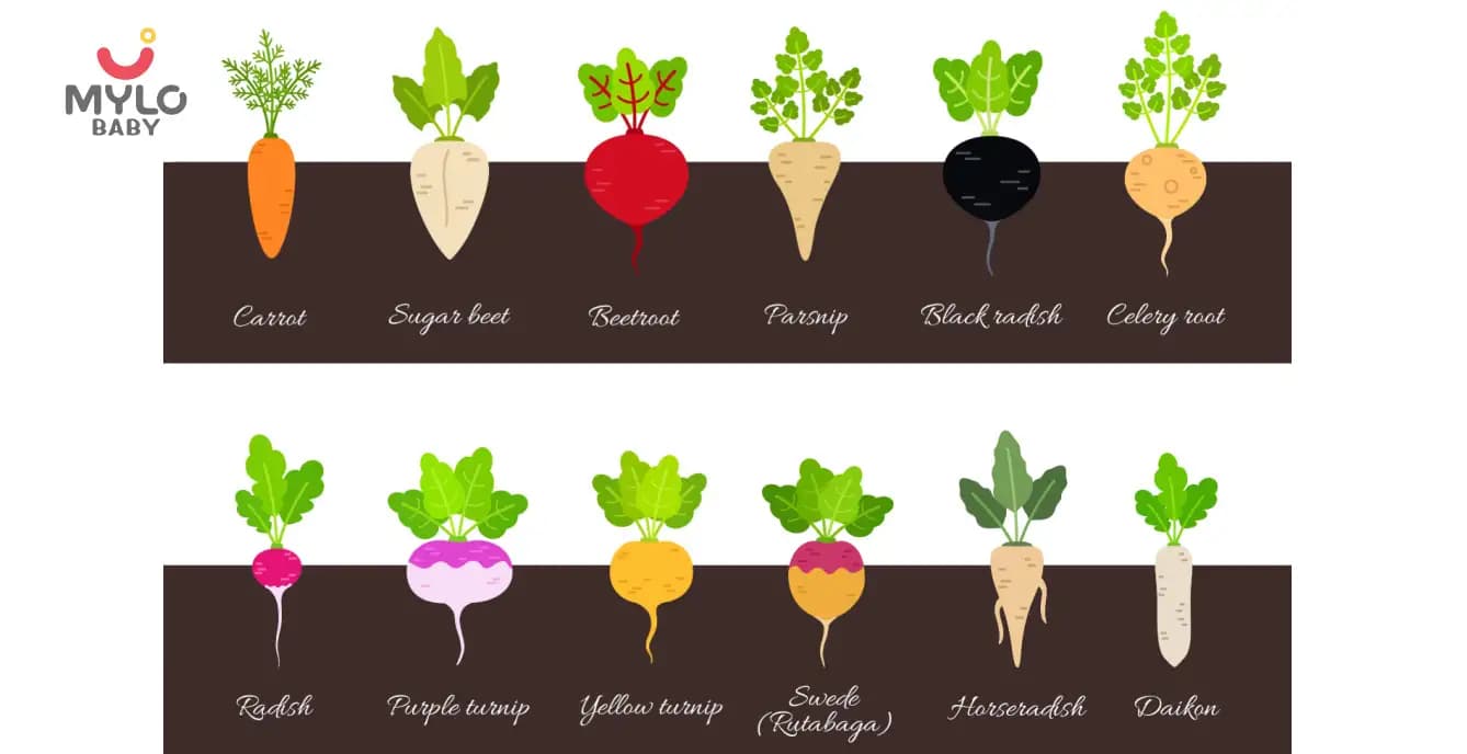 The A-Z Guide to Identifying Root Vegetables Names for Kids