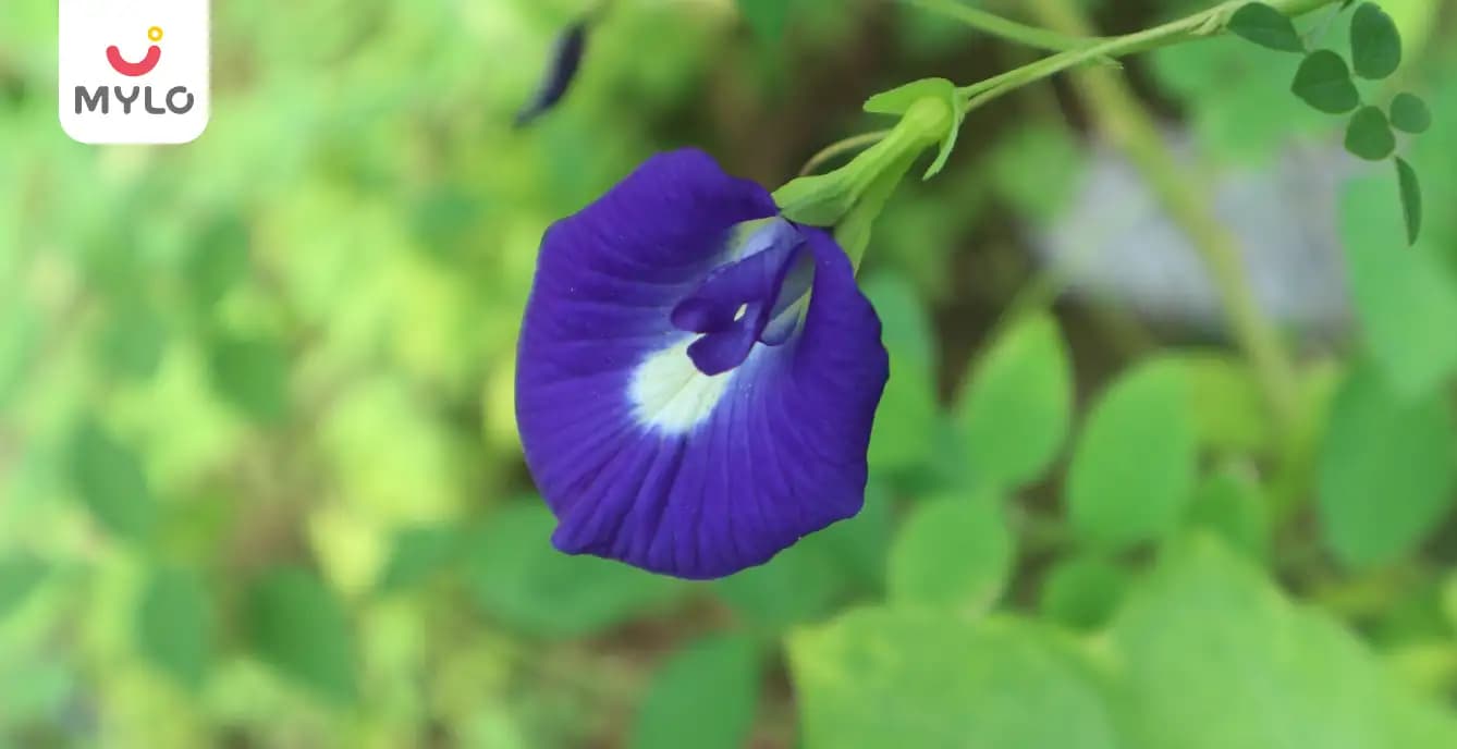Shankhpushpi: Discover the Health Benefits of This Ancient Herb