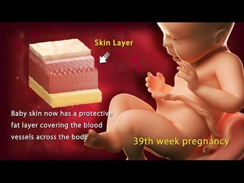 Fetal development at 39 weeks