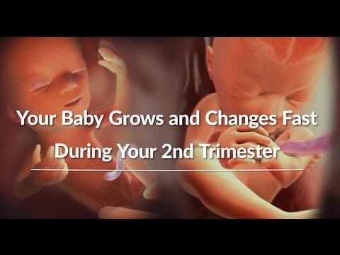 Baby's Growth and Development at 10 Weeks Pregnancy