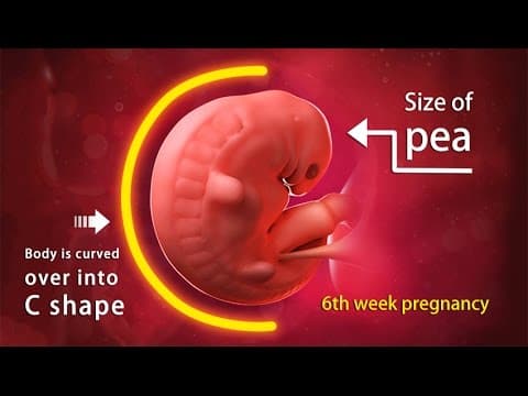6 weeks pregnant - A complete guide on fetal development