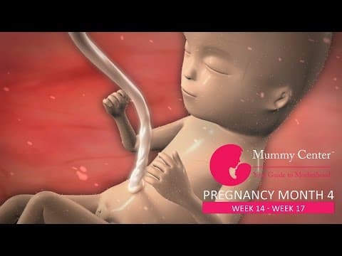 4th Month of Pregnancy – Definitive Guide For Pregnancy Month 4 | Week (14,15,16,17) | Mummy Center