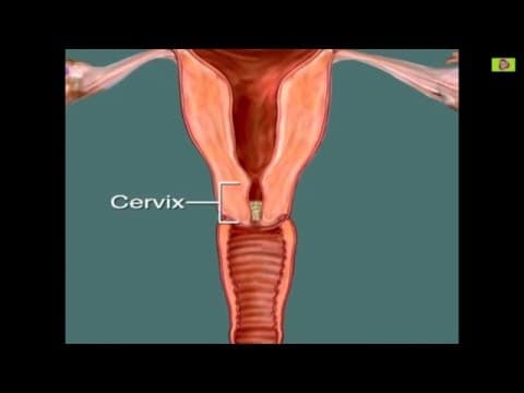 Ovulation Calendar – Ovulation Calculator Day by Day