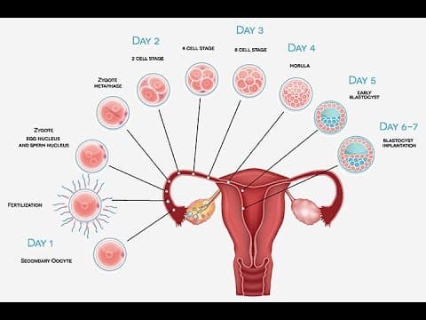 Pregnancy Implantation Symptoms You Should Know