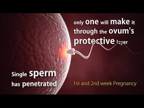 Starting days of pregnancy and the "must to know" facts ✌️✌️ 