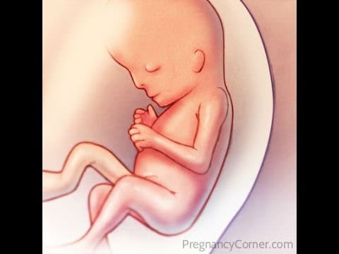 Body Changes At 21 Weeks, 21 Weeks Pregnant, Baby'S Development At 21Weeks Pregnant