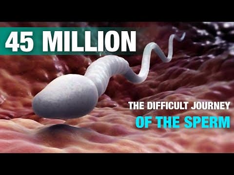 Difficult Journey of sperm 