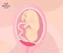 Images related to  आख़िर क्या है लो लाइंग प्लेसेंटा | What is a low-lying placenta in Hindi ? 