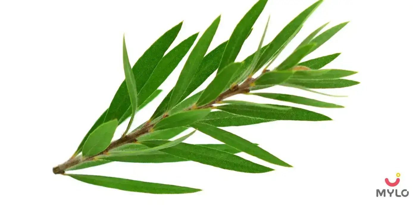 టీ ట్రీ ఫేస్ టోనర్‌ను ఎందుకు ఉపయోగించాలి?  ఐదు ముఖ్యమైన కారణాలు ఇవే (Why Use Tea Tree Face Toner? Top 5 reasons to use a tea tree face toner in Telugu)