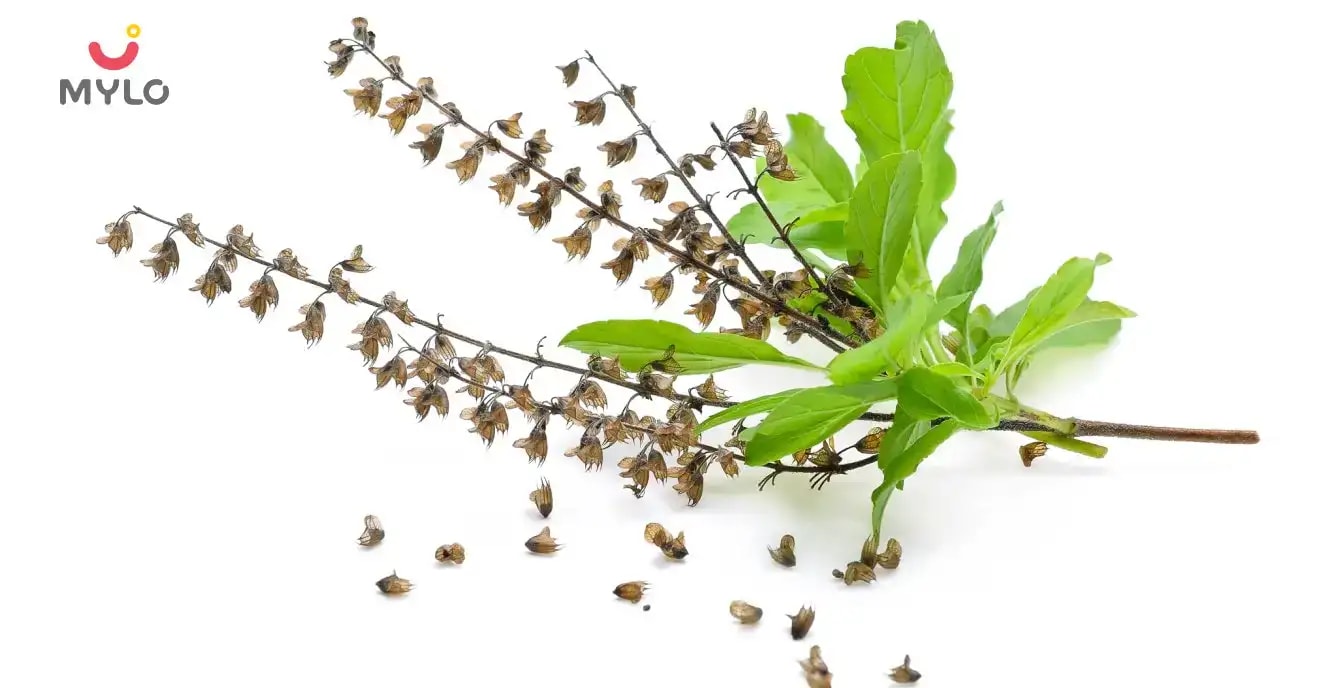 Images related to గర్భధారణ సమయంలో తులసి తీసుకోవడం సురక్షితమేనా?