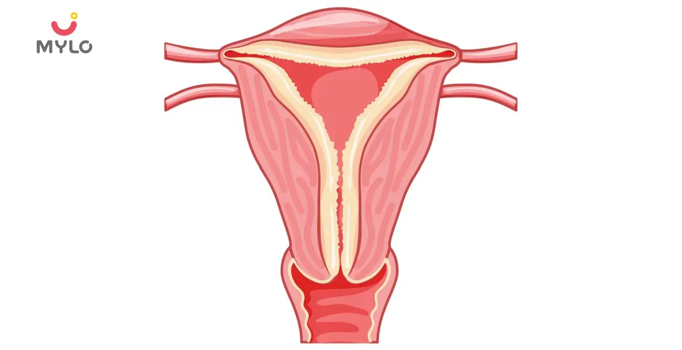 Normal Endometrial Thickness: A Key Indicator of Female Fertility