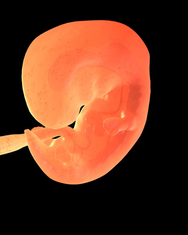 Baby at week 10