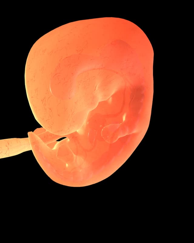 Baby at week 11