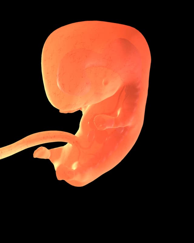 Baby at week 14