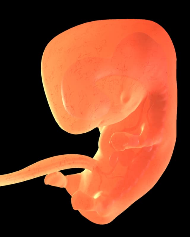 Baby at week 15