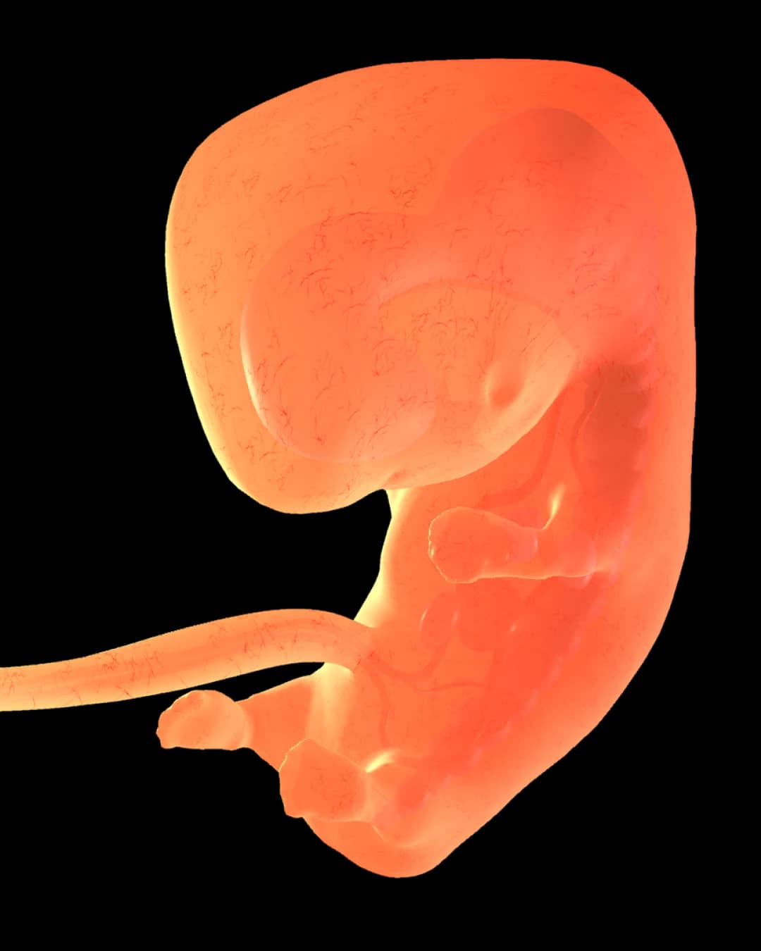 Baby at 16 weeks