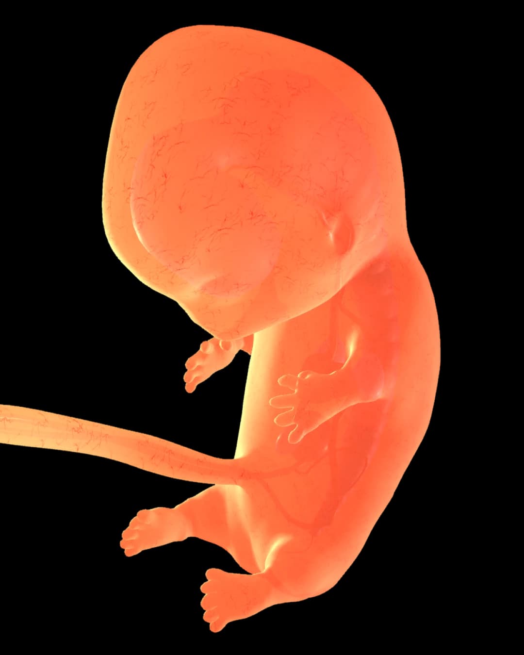Baby at 19 weeks