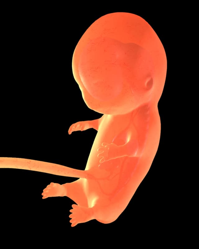 Baby at week 21