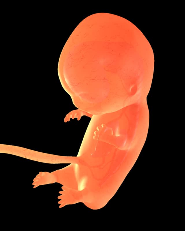Baby at week 22
