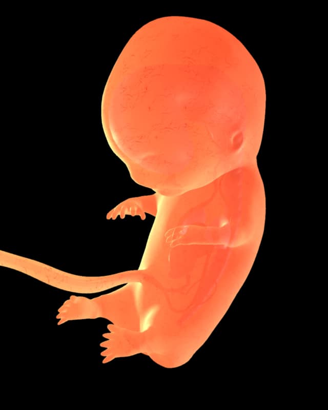 Baby at week 23