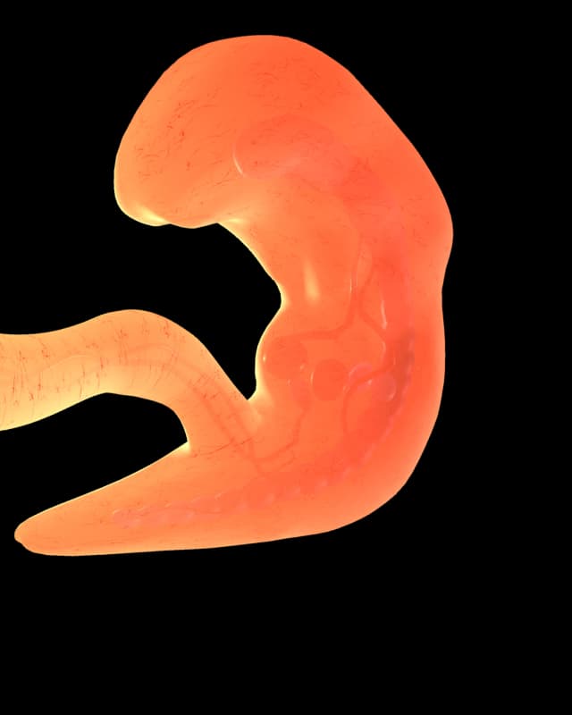 Baby at week 4
