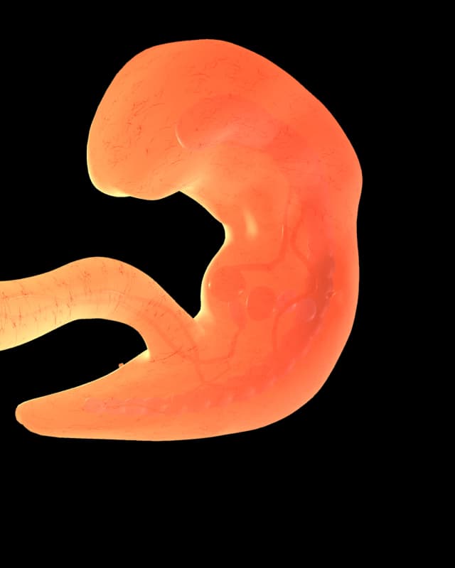 Baby at week 5