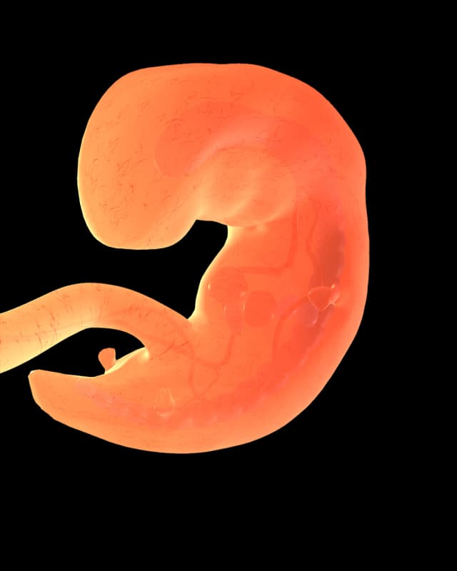 Baby at week 6