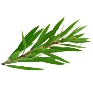 Tea tree Purifies and promotes smooth & clear skin 