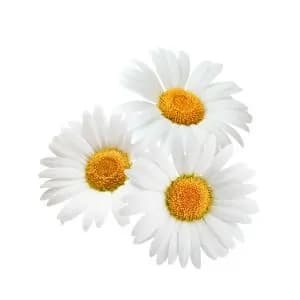 Daisy Flower Extract Lightens and brightens complexion 
