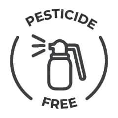 No Pesticides & Insecticides  