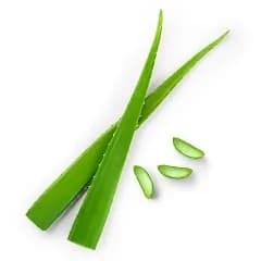 Organic Aloe Vera: Moisturizes skin