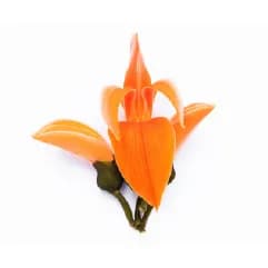 Mylo care natural intimate wash 100 ml palash extract