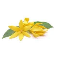 Ylang Ylang: Helps prevent both dry & oily hair