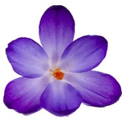 Kumkumadi Works on reducing spots acne dark circles and blemishes and gives a brightening effect