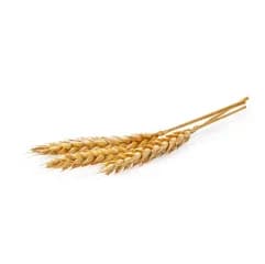 Plant Keratin: Repairs, smoothens & strengthens hair