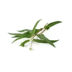 onion hair growth revival kit bhringraj promotes healthy hair growth adds luster