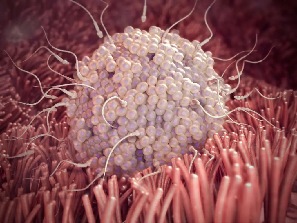 ओव्यूलेशन (डिंबोत्सर्जन) क्या है?