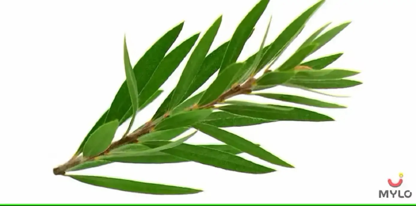 டீ ட்ரீ ஃபேஸ் டோனரைப் பயன்படுத்த வேண்டியதற்கான 5 முக்கிய காரணங்கள்