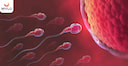 Images related to సహజసిద్ధంగా గర్భం దాల్చేందుకు వీర్యాన్ని బలంగా ఎలా తయారు చేయాలి (How to make your Sperm Stronger for Pregnancy Naturally in Telugu)?