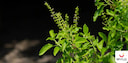 Images related to Is Tulsi Safe During Pregnancy?