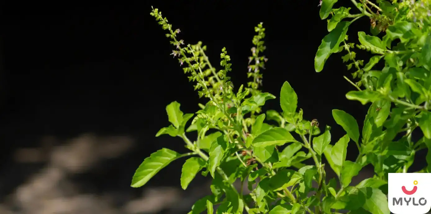 Is Tulsi Safe During Pregnancy?